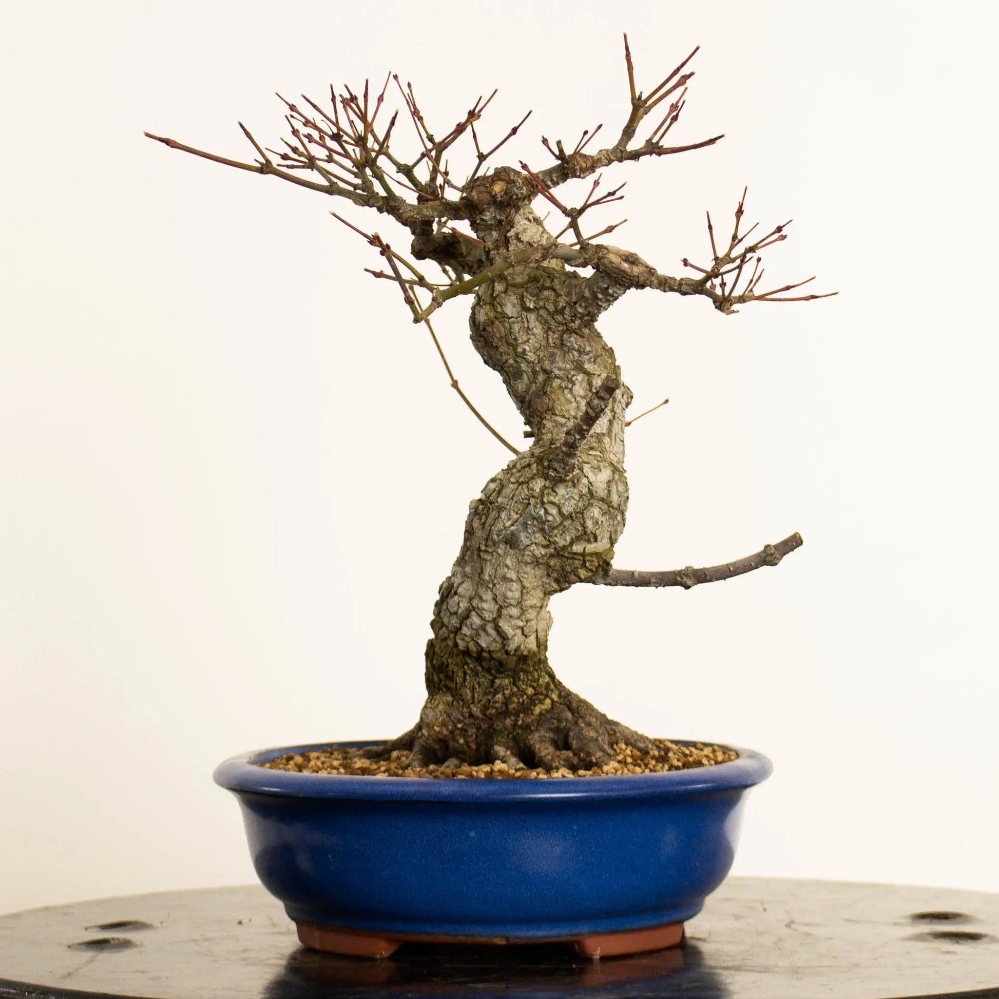 Cara derecha de acer palmatum arakawa estilo moyogi y tamaño kifu.