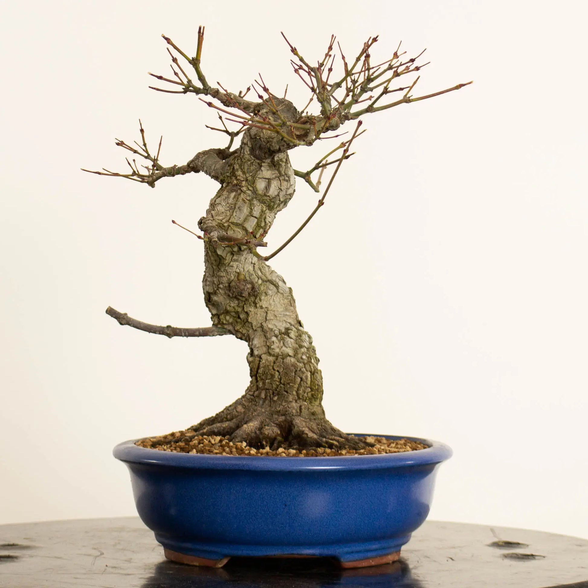 Cara izquierda de acer palmatum arakawa estilo moyogi y tamaño kifu.