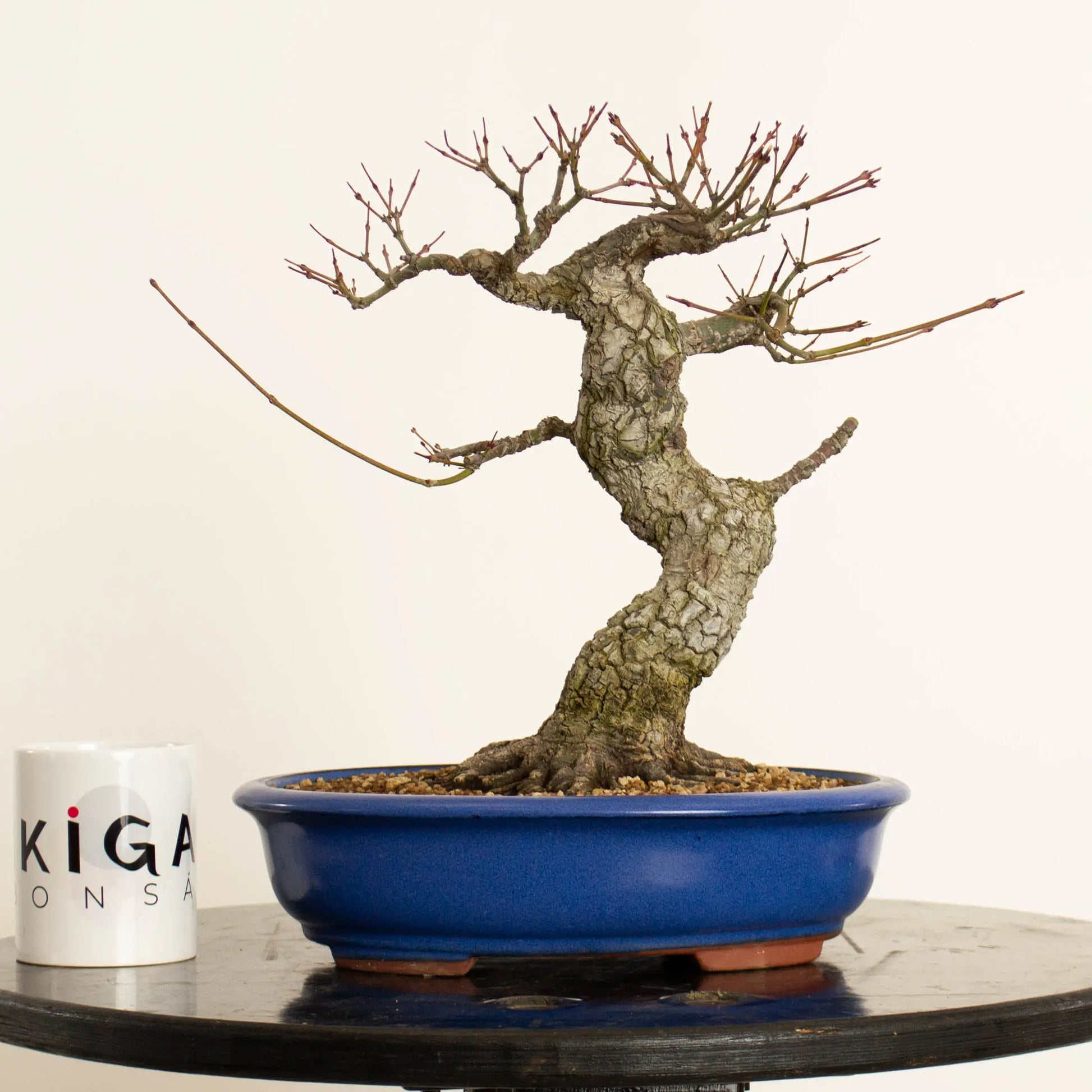 Frente de acer palmatum arakawa estilo moyogi y tamaño kifu. Con taza de Ikigai Bonsái.