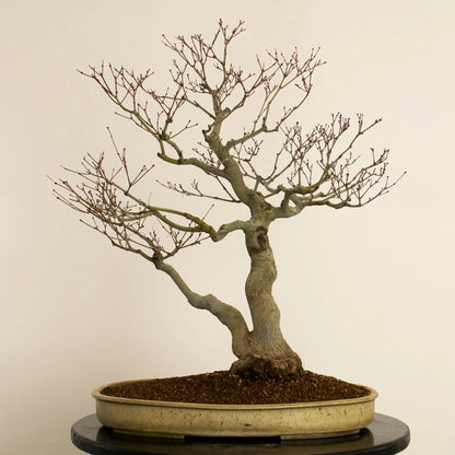 Frente de bonsai de acer palmatum estilo doble tronco y tamaño dai.