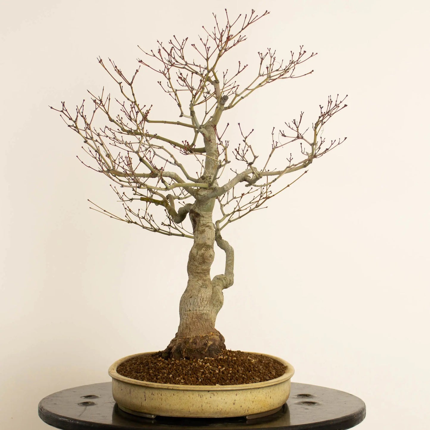 Cara derecha de bonsai de acer palmatum estilo doble tronco y tamaño dai.