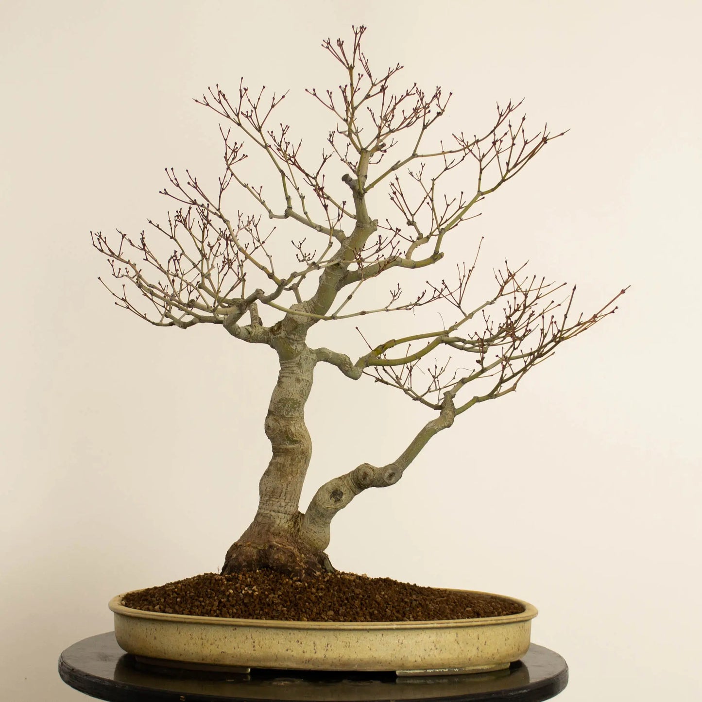 Cara trasera de bonsai de acer palmatum estilo doble tronco y tamaño dai.