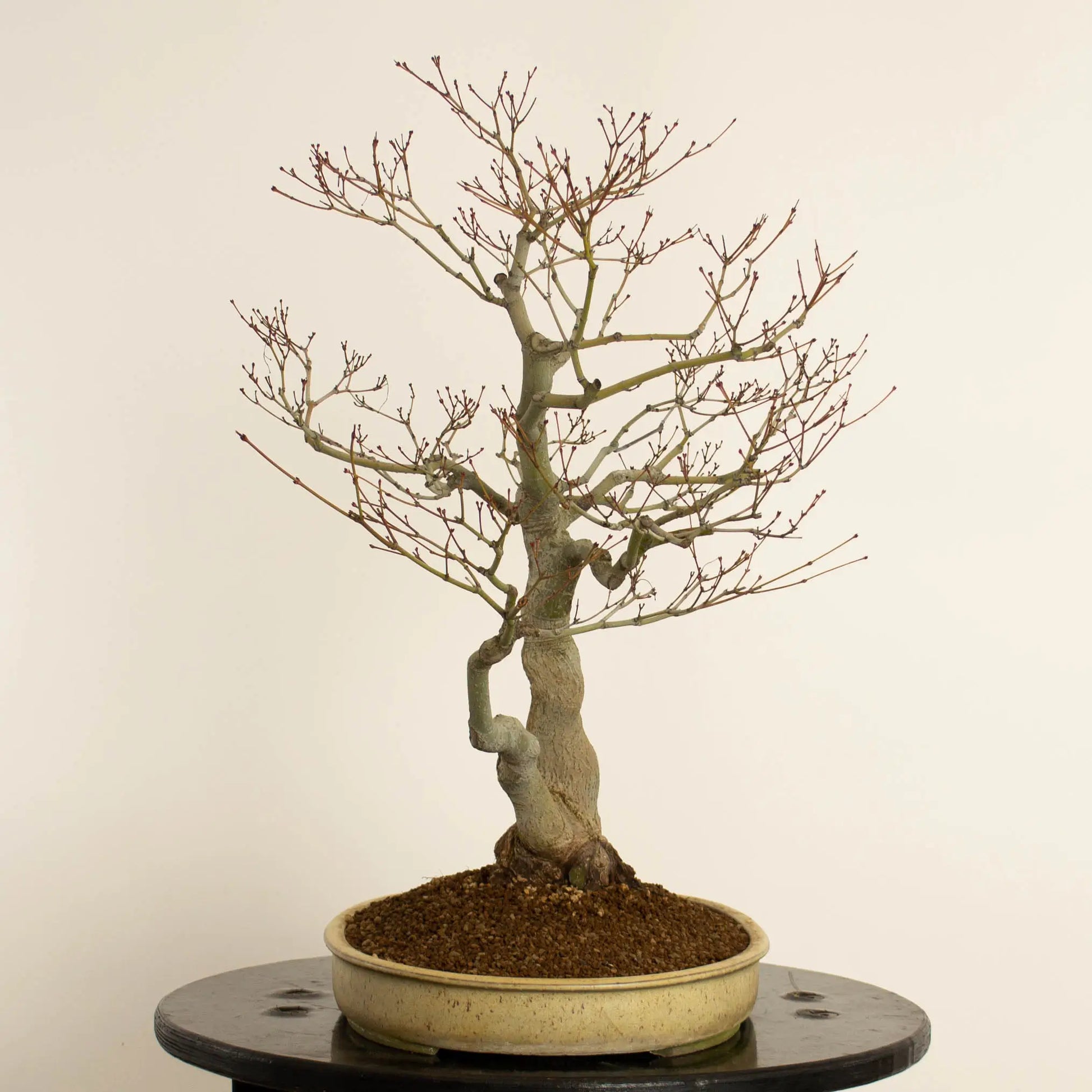 Cara derecha de bonsai de acer palmatum estilo doble tronco y tamaño dai.