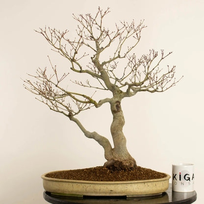 Frente de bonsai de acer palmatum estilo doble tronco y tamaño dai. Con taza de Ikigai Bonsái.