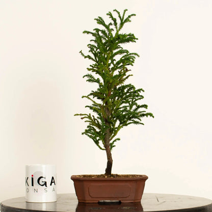 Frente de bonsái de cryptomeria japonica estilo erecto formal y tamaño kifu. Con taza de Ikigai Bonsái.