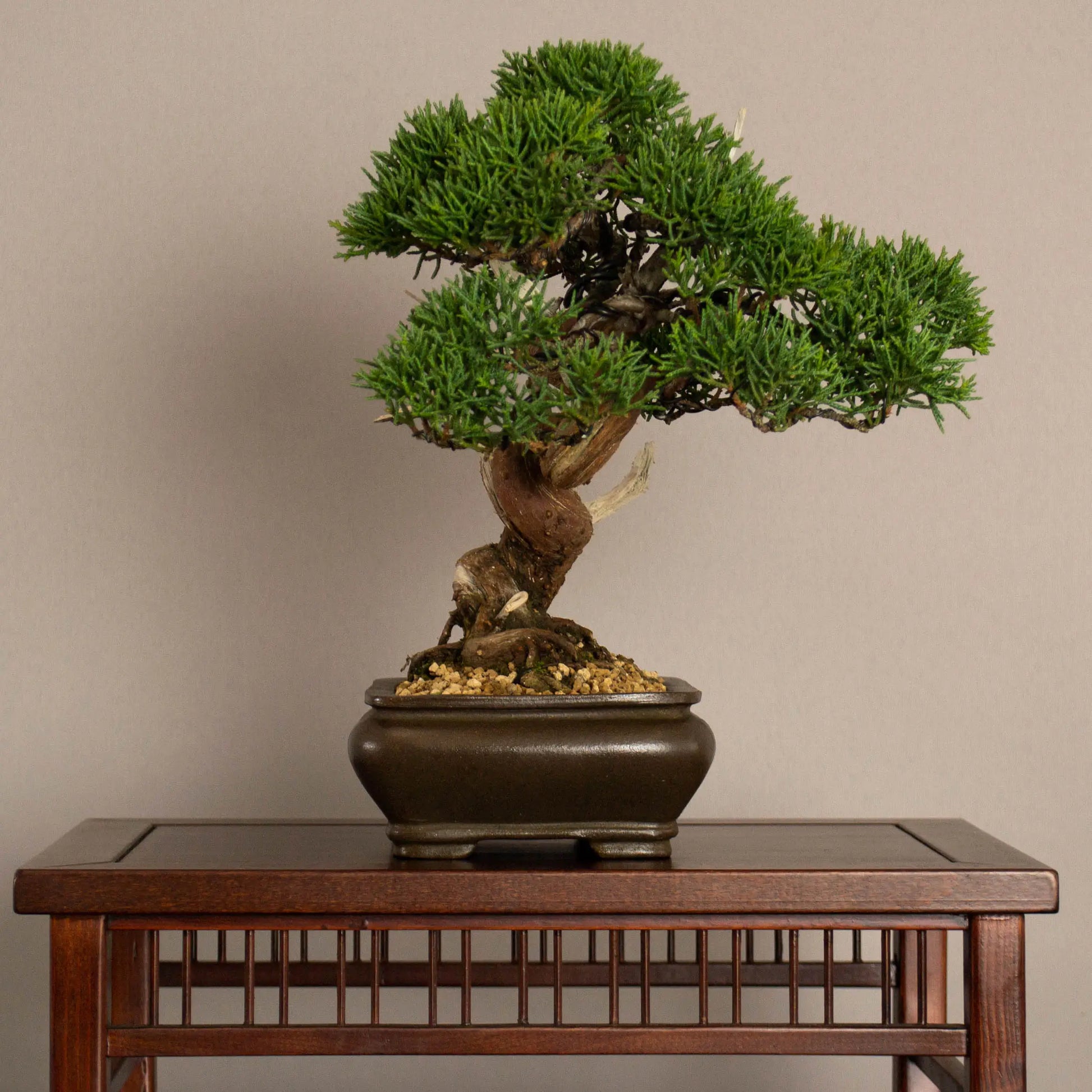 Frente de bonsái de Juniperus chinensis kishu tamaño shohin y estilo moyogi.