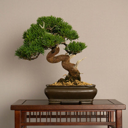 Cara trasera de bonsái de Juniperus chinensis kishu tamaño shohin y estilo moyogi.