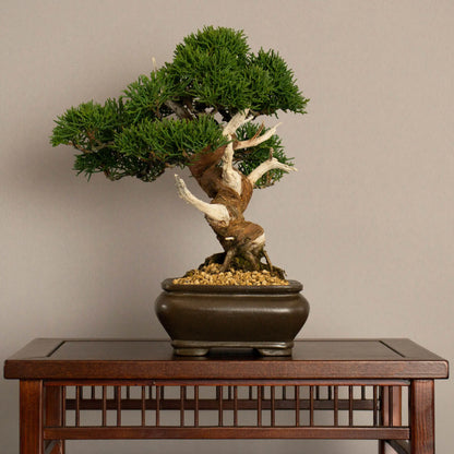 Lado derecho de bonsái de Juniperus chinensis kishu tamaño shohin y estilo moyogi.