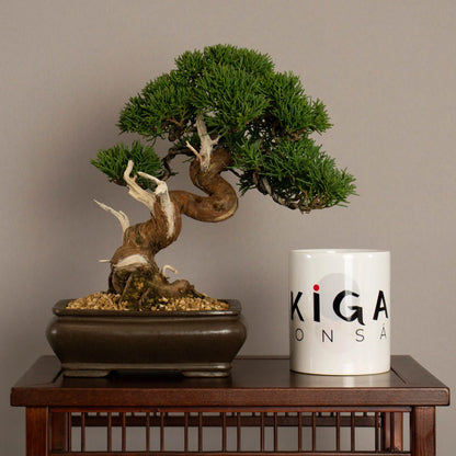 Frente de bonsái de Juniperus chinensis kishu tamaño shohin y estilo moyogi. Con taza de ikigai bonsái.