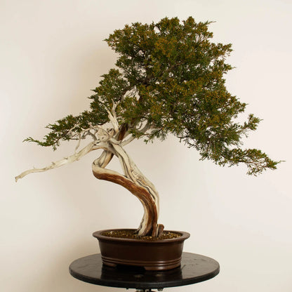 Frente de bonsái de juniperus sabina araki de origen yamadori estilo bunjin y tamaño dai.