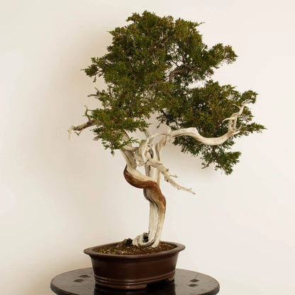 Cara izquierda de bonsái de juniperus sabina araki de origen yamadori estilo bunjin y tamaño dai.