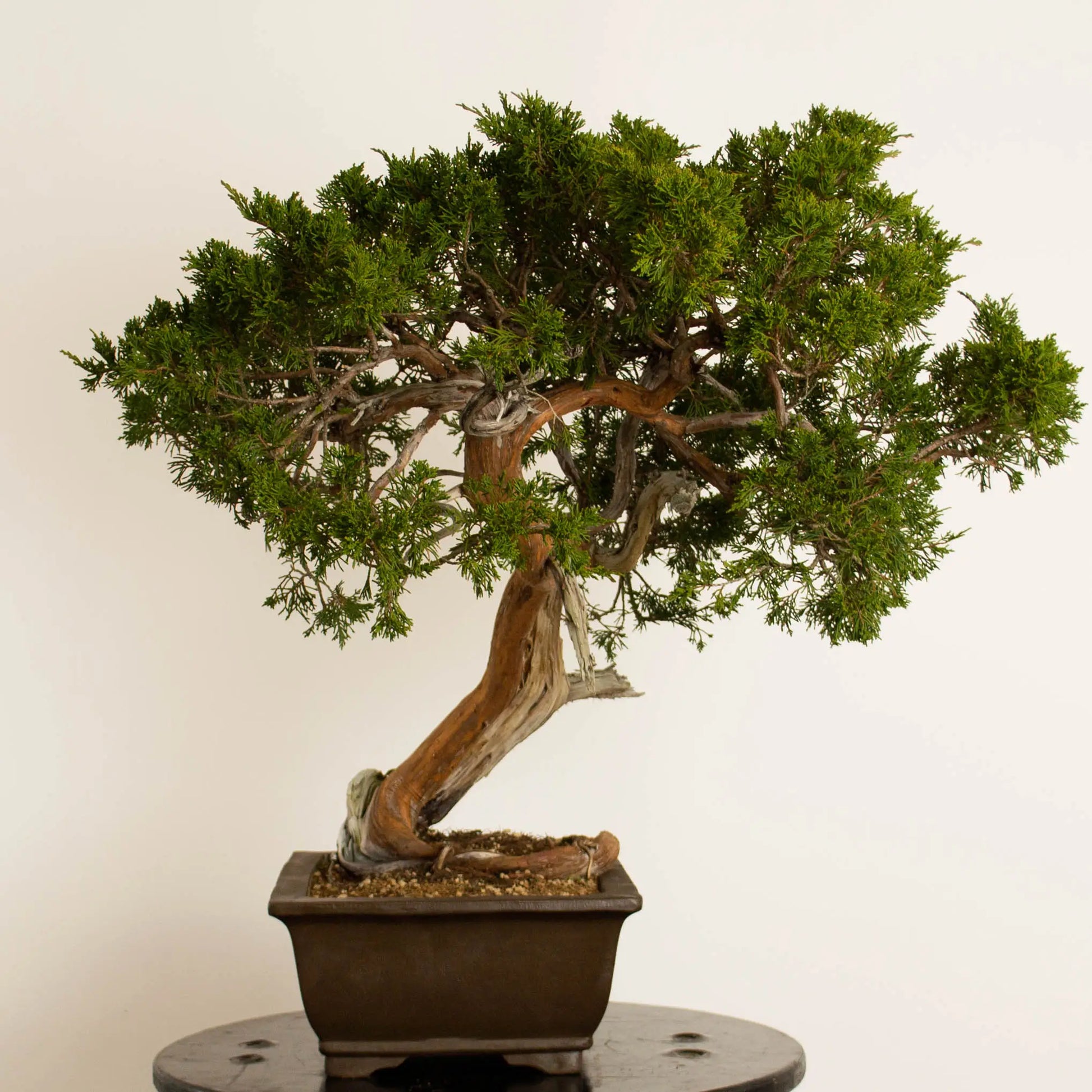 Frente derecho de Bonsái de juniperus sabina araki de origen yamadori. Plantado en maceta de bonsái.