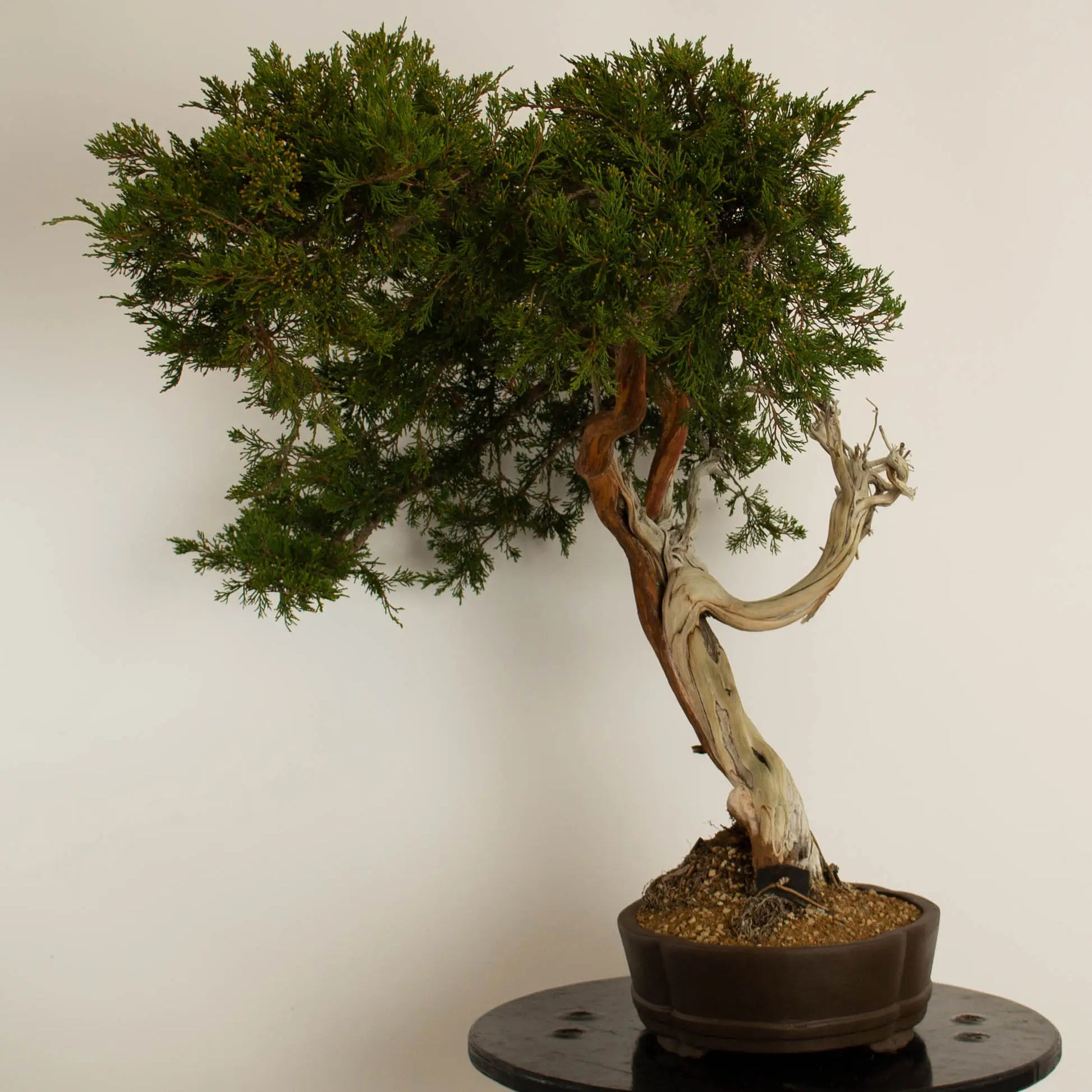 Cara izquierda de bonsái de juniperus sabina araki de estilo bunjin y tamaño dai.