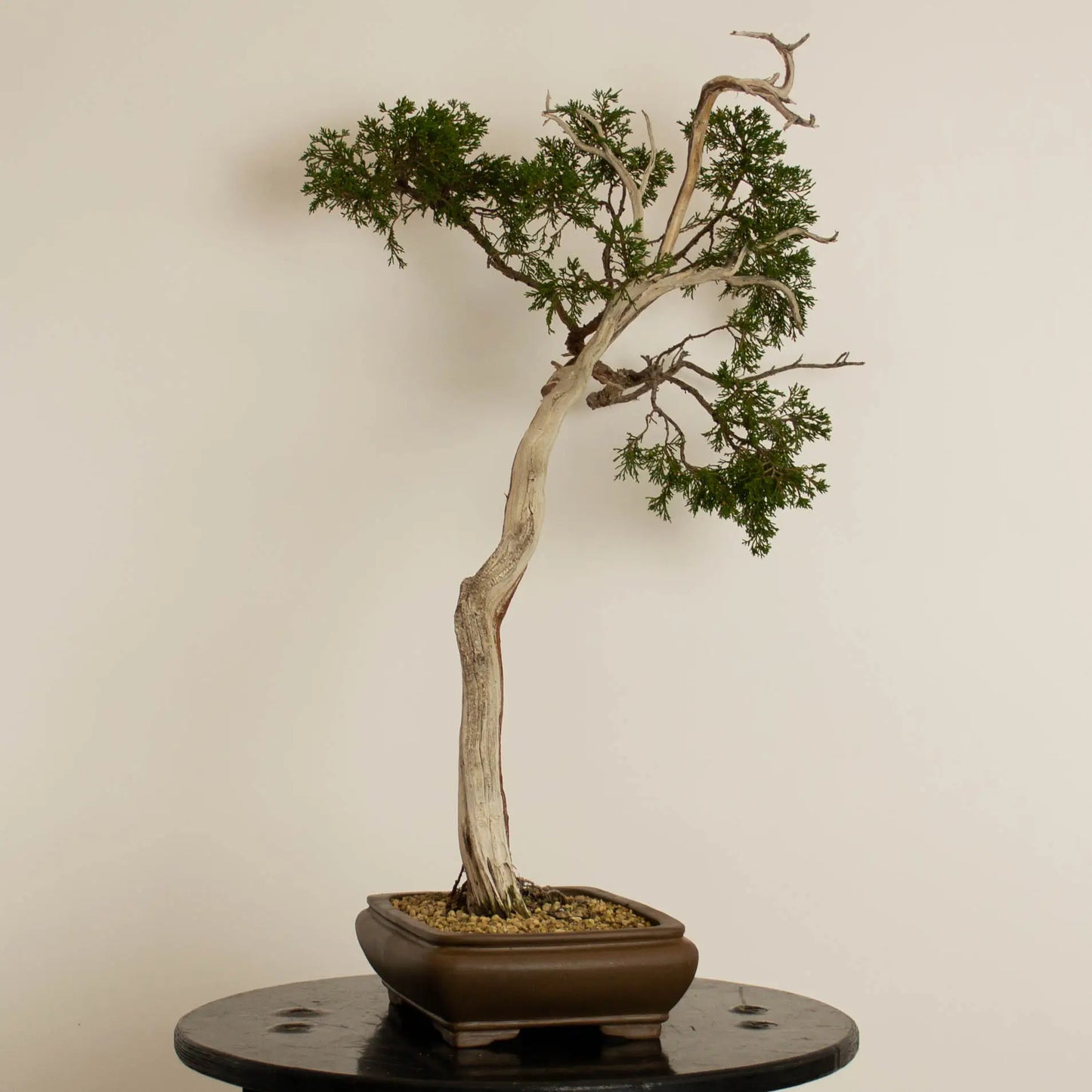 Cara izquierda de bonsái de juniperus sabina araki de origen yamadori estilo bujin tamaño dai.