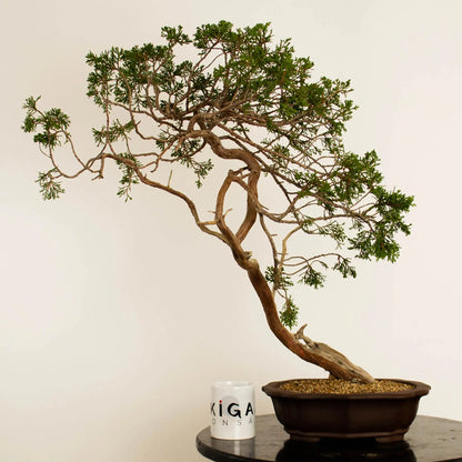 juniperu sabina yamadori araki estilo bunjin frente con taza ikigai bonsai