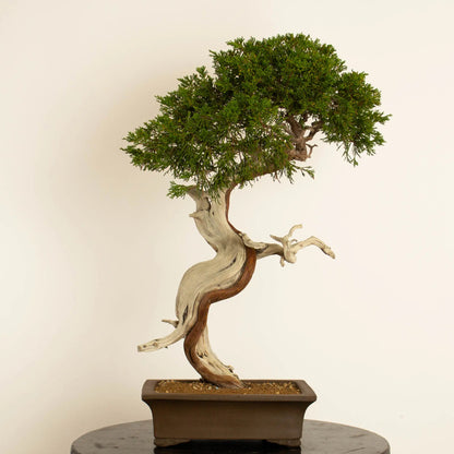 Juniperus sabina