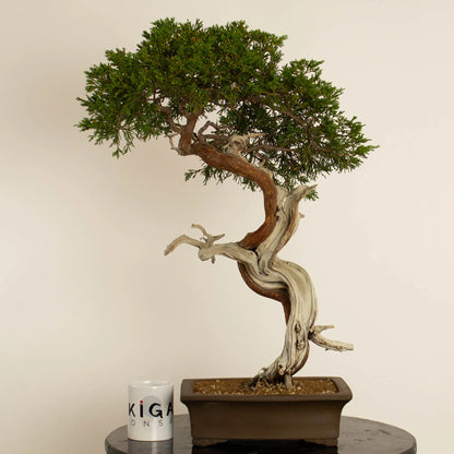 Juniperus sabina