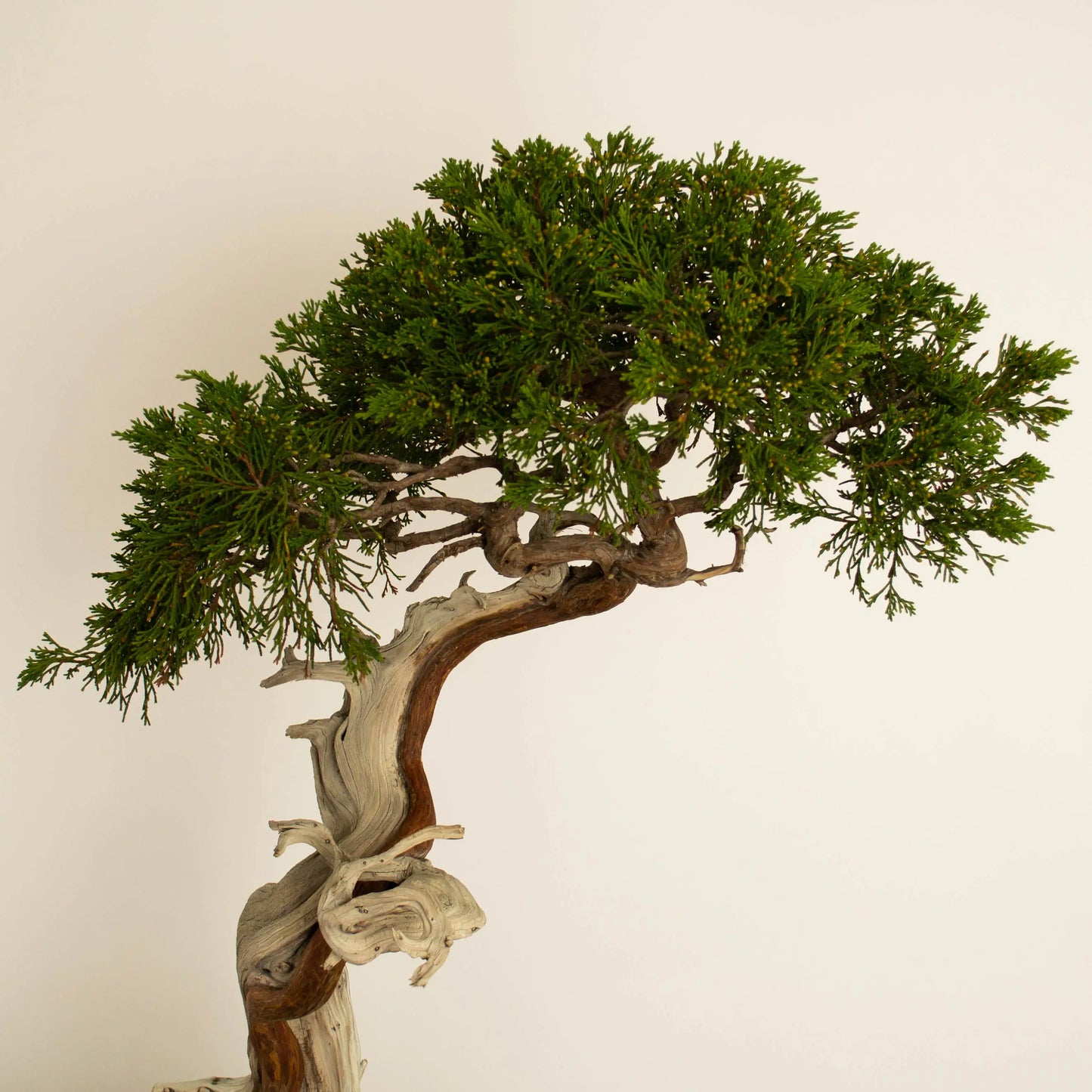 Juniperus sabina