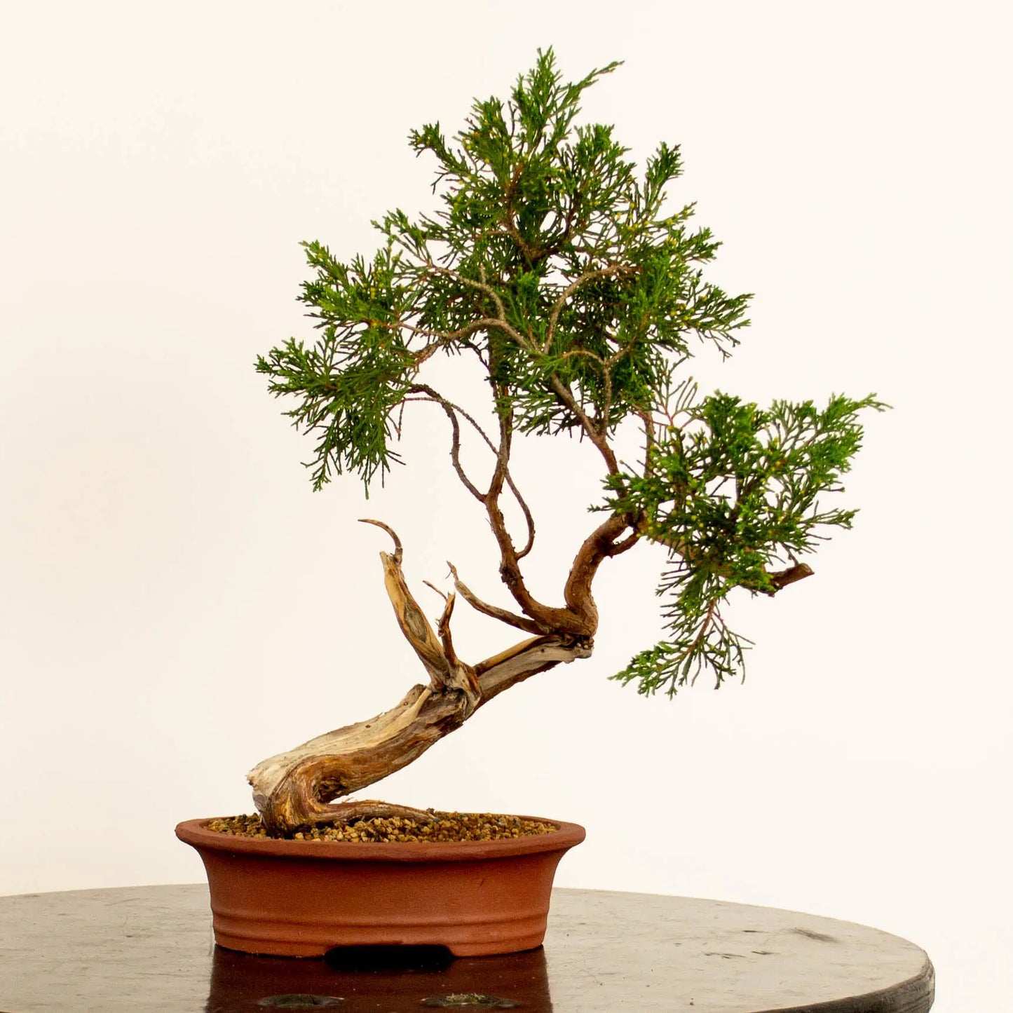 Juniperus sabina