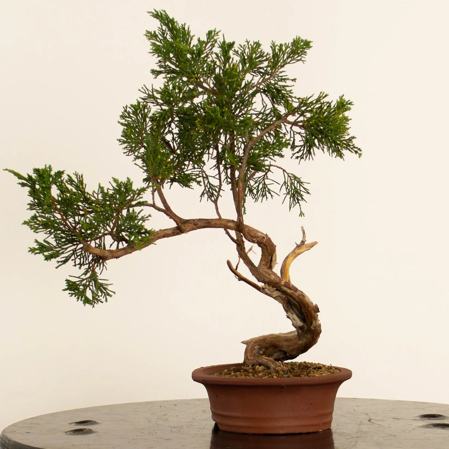 Juniperus sabina