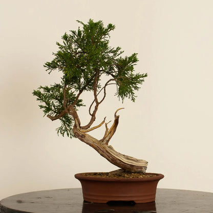 Juniperus sabina