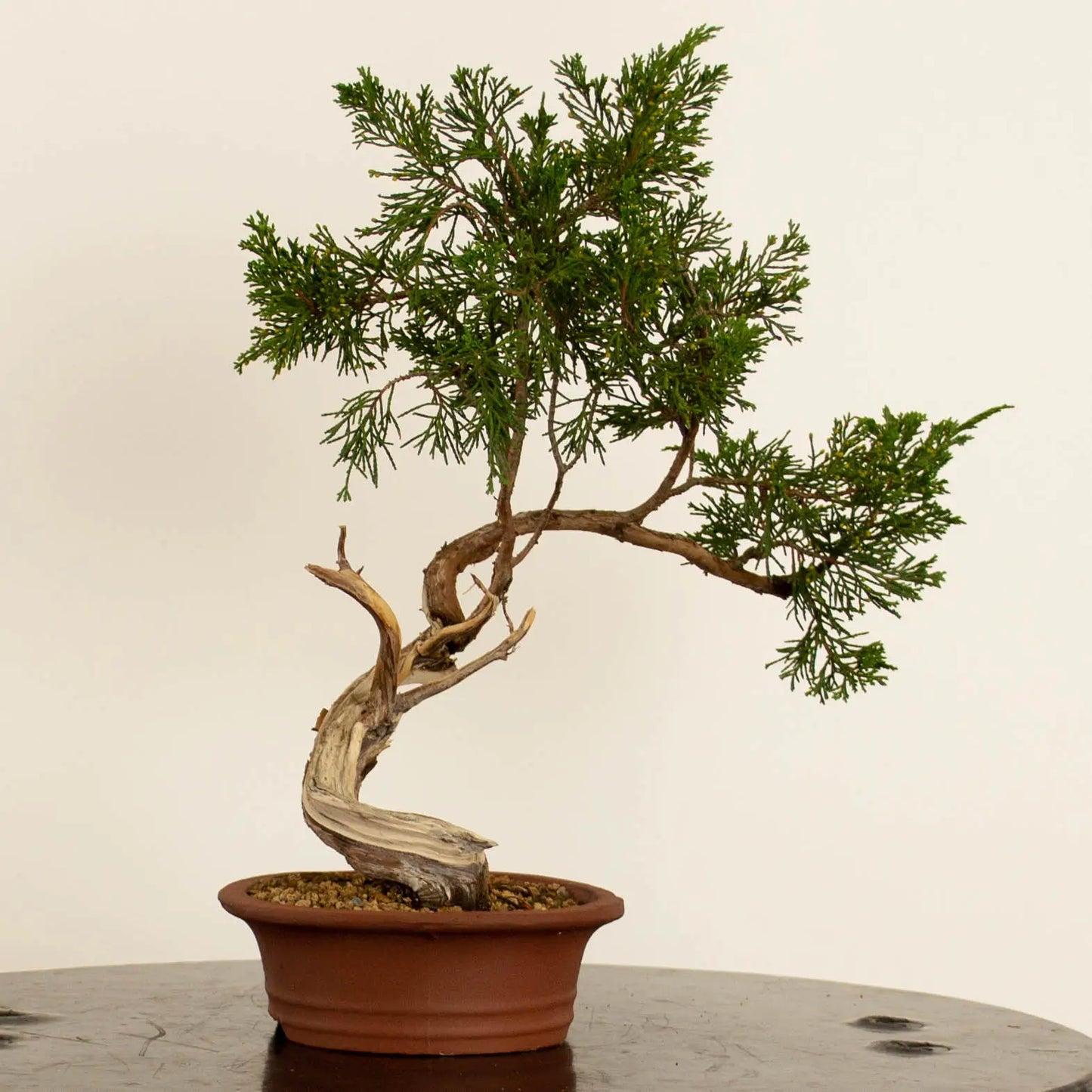 Juniperus sabina