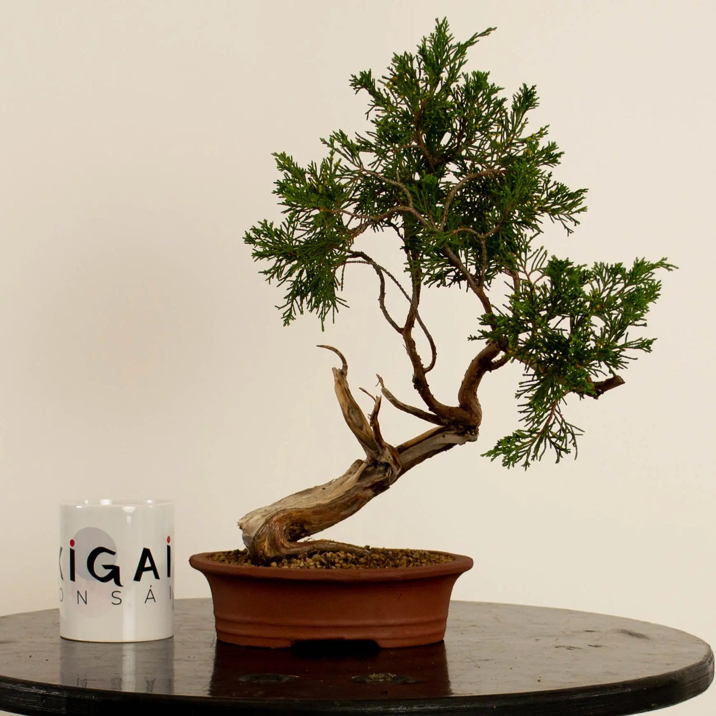 Juniperus sabina