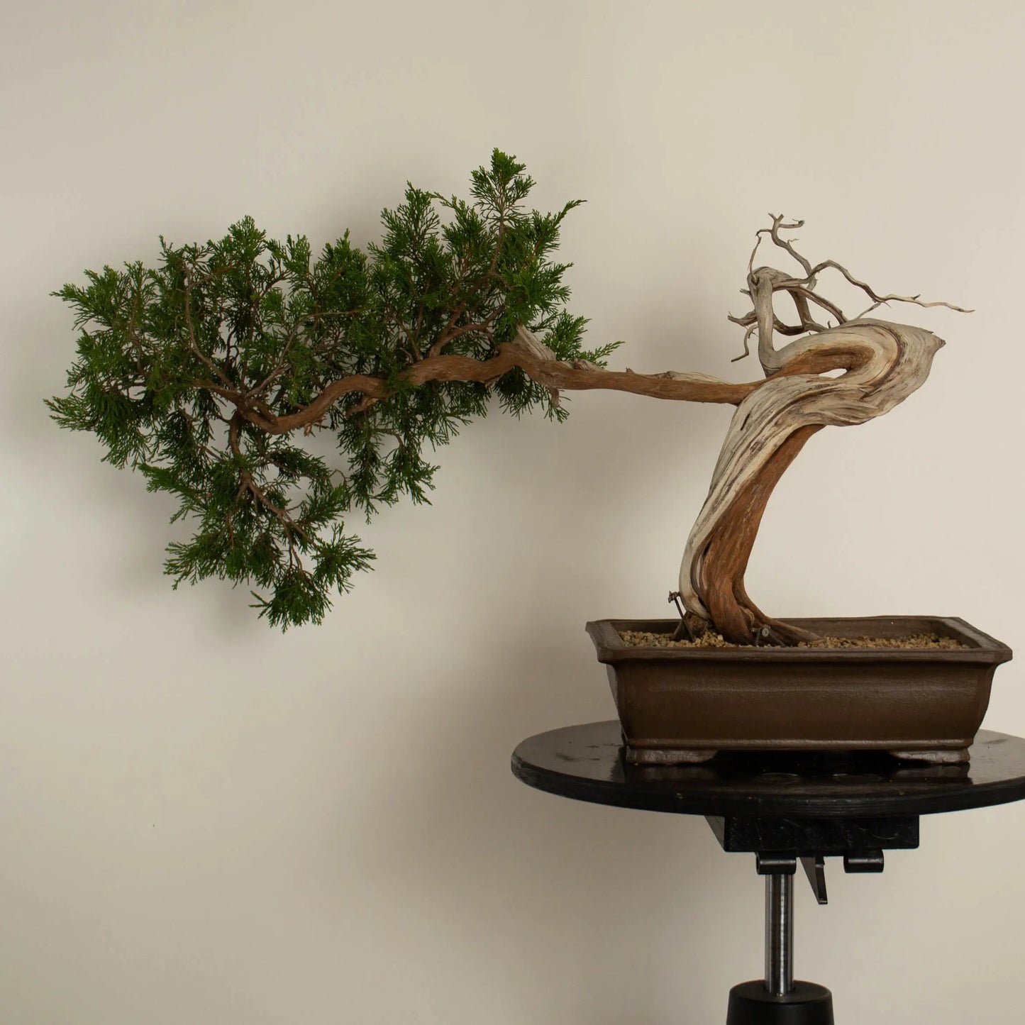 Juniperus sabina