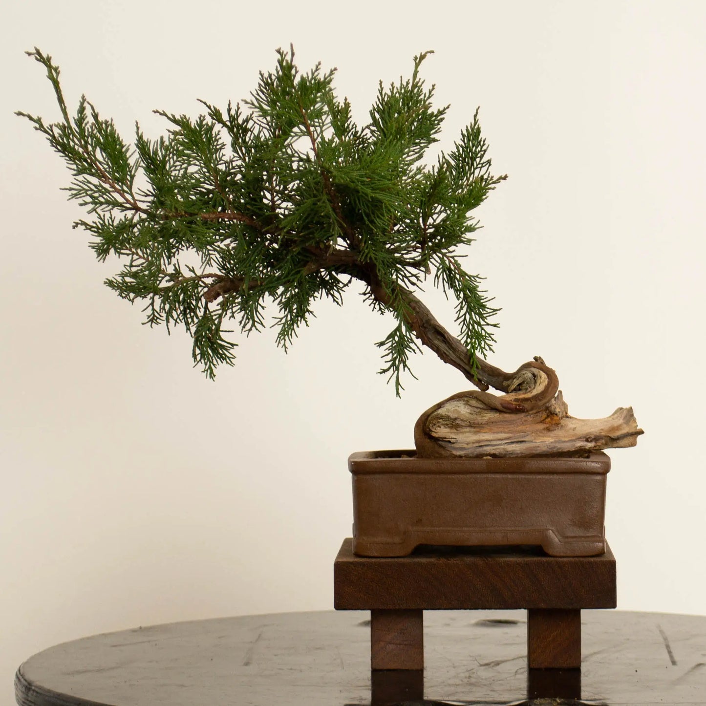 Frente de bonsai de juniperus sabina araki de origen yamadori tamaño shohin-mame y estilo moyogi.