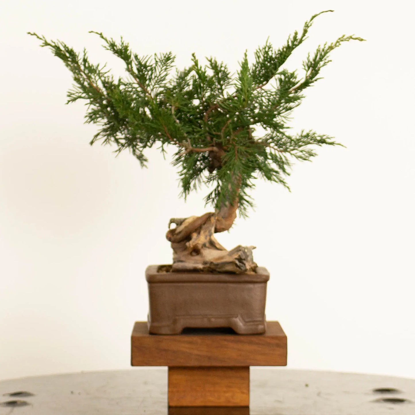 Cara derecha de bonsai de juniperus sabina araki de origen yamadori tamaño shohin-mame y estilo moyogi.