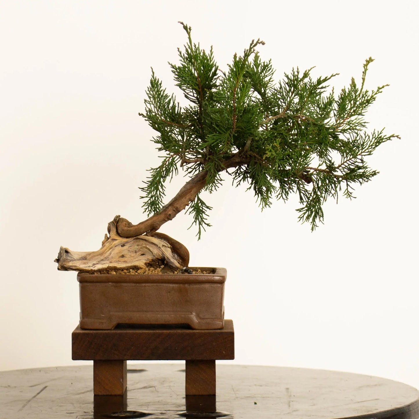 Cara trasera de bonsai de juniperus sabina araki de origen yamadori tamaño shohin-mame y estilo moyogi.