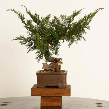 Cara derecha de bonsai de juniperus sabina araki de origen yamadori tamaño shohin-mame y estilo moyogi.