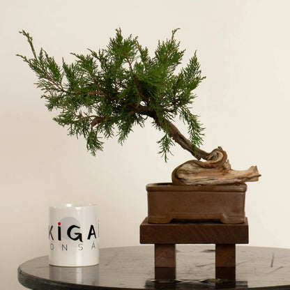 Frente de bonsai de juniperus sabina araki de origen yamadori tamaño shohin-mame y estilo moyogi. Con taza de ikigai bonsái.