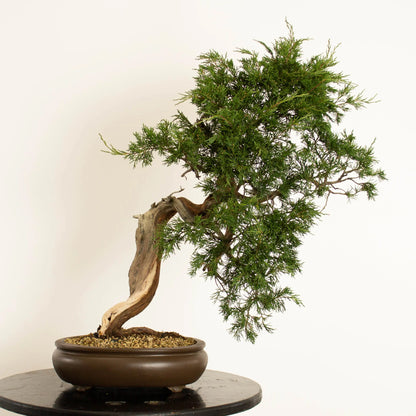 Frente de bonsái de juniperus sabina araki de origen yamadori estilo bujin y tamaño chuhin.