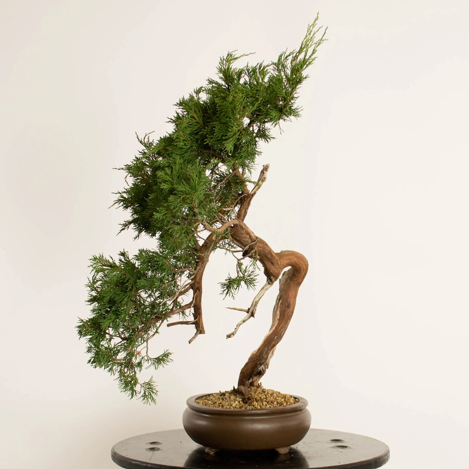 Cara derecha de bonsái de juniperus sabina araki de origen yamadori estilo bujin y tamaño chuhin.