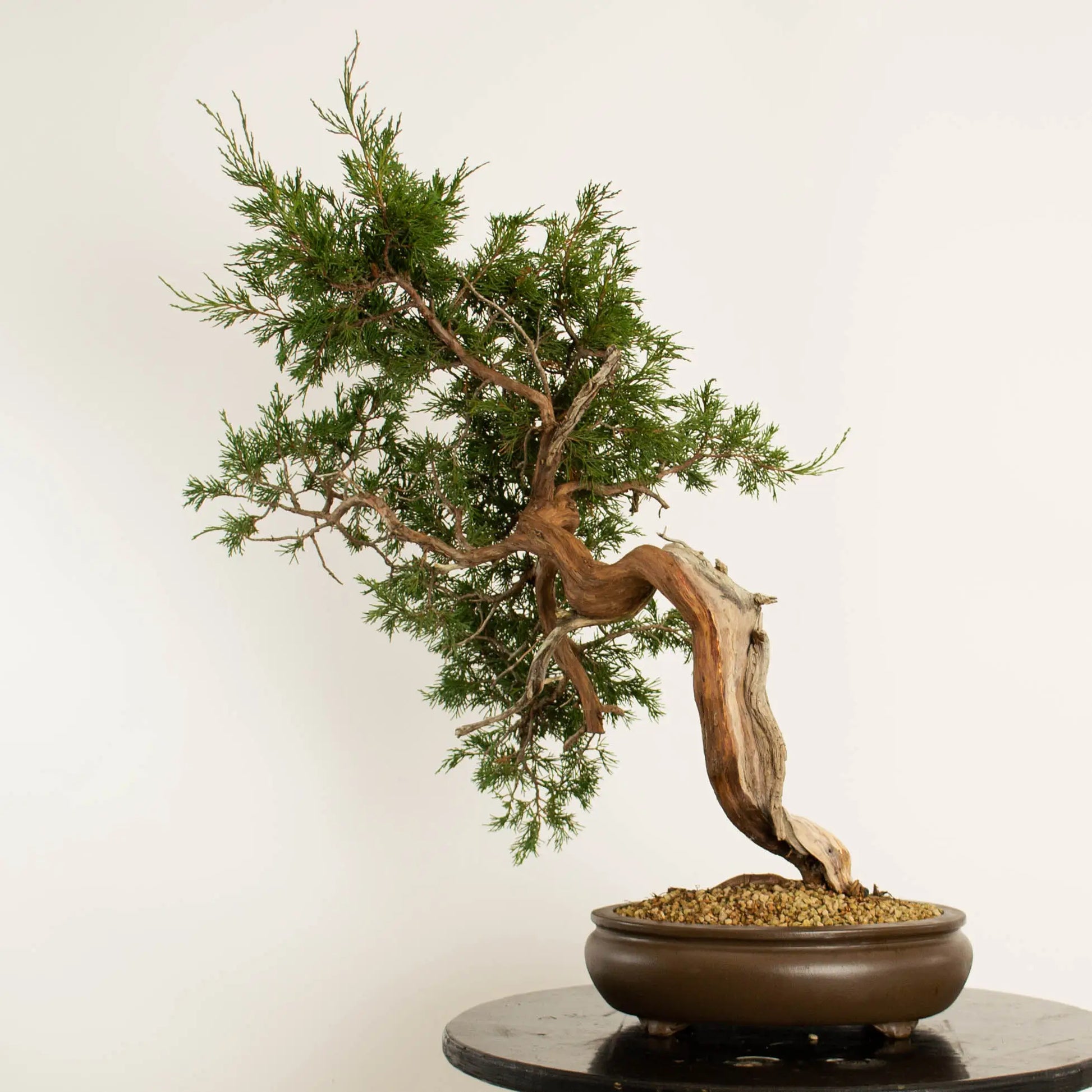 Cara trasera de bonsái de juniperus sabina araki de origen yamadori estilo bujin y tamaño chuhin.