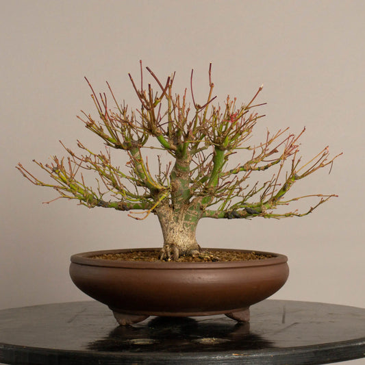 Frente de bonsai de arce palmatum estilo escoba y tamaño shohin.