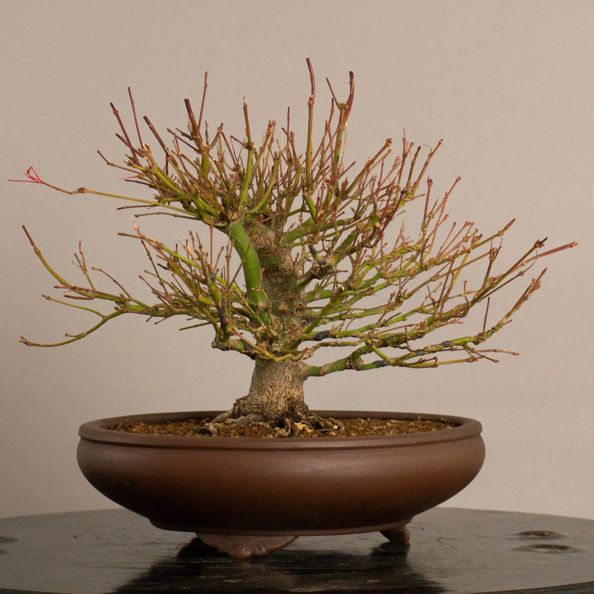 Cara derecha de bonsai de arce palmatum estilo escoba y tamaño shohin.