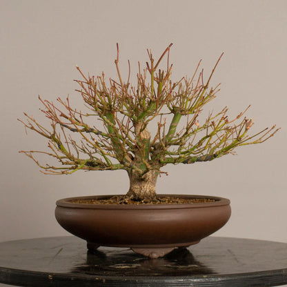 Cara trasera de bonsai de arce palmatum estilo escoba y tamaño shohin.