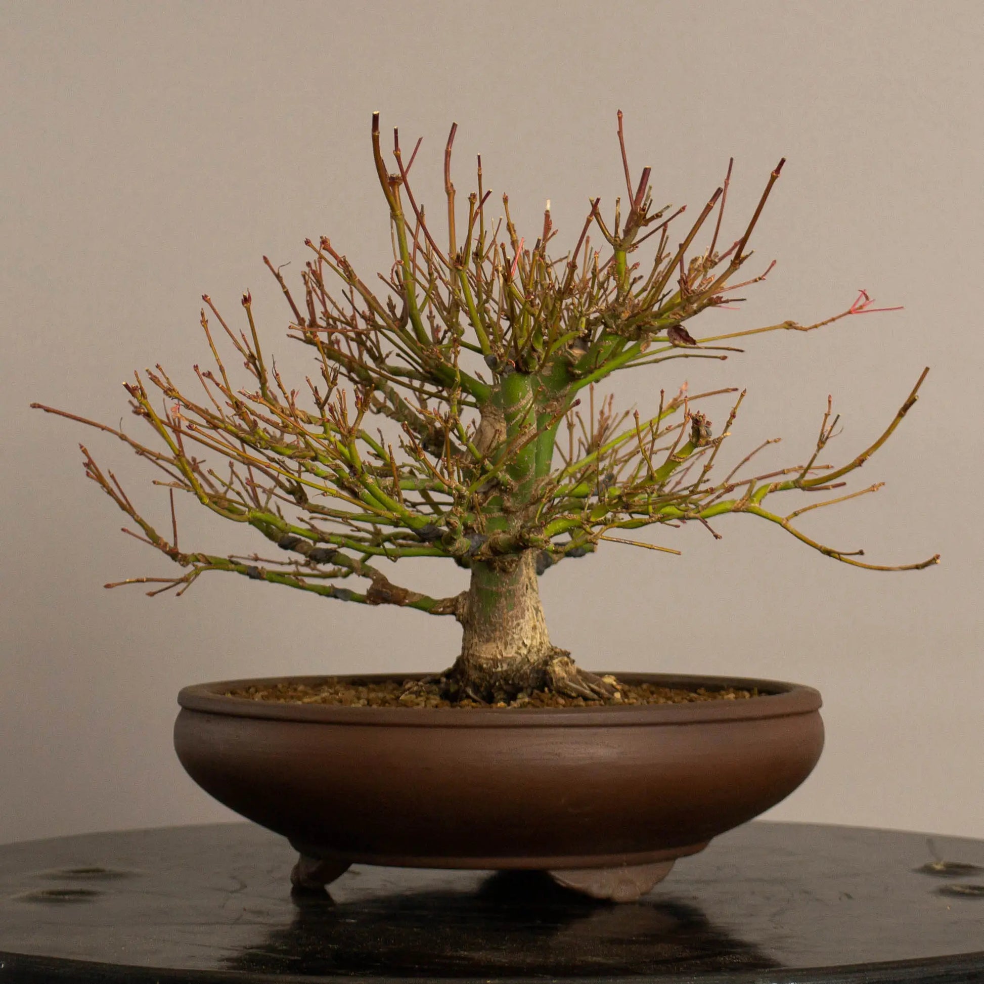 Cara izquierda de bonsai de arce palmatum estilo escoba y tamaño shohin.