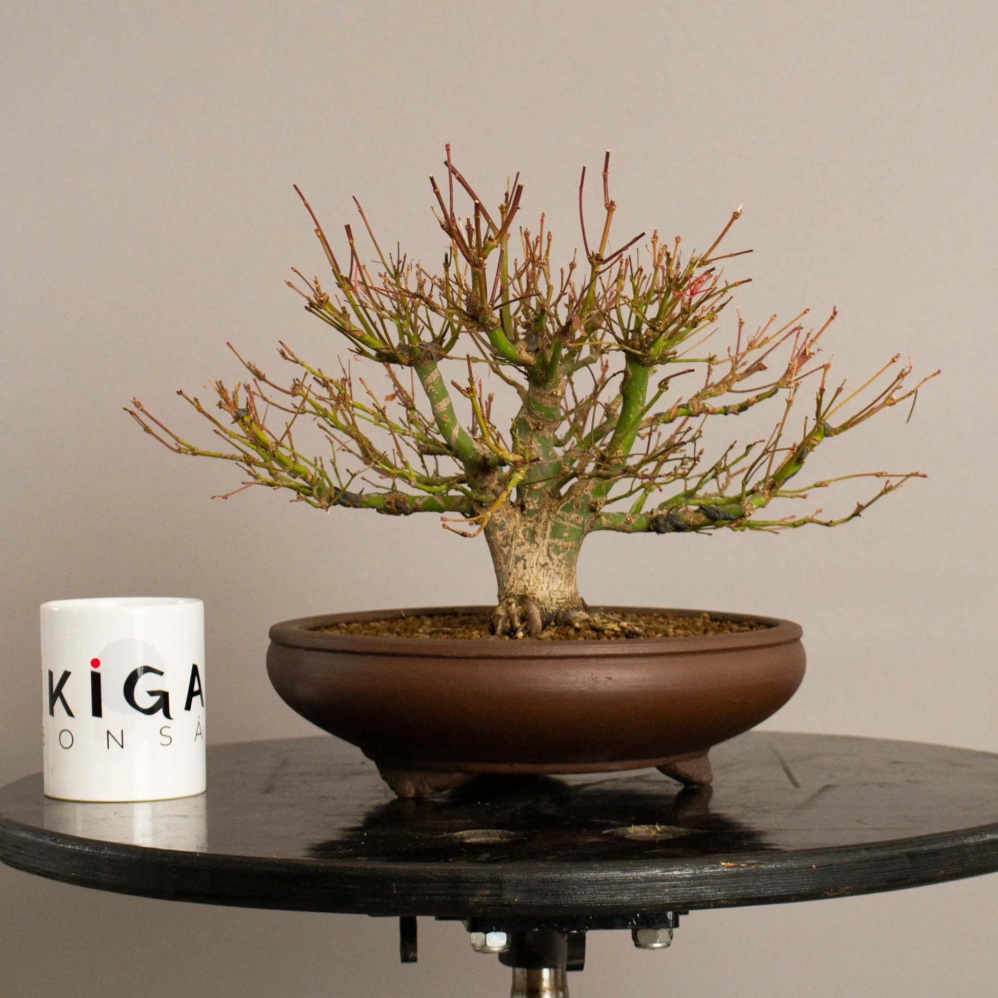 Frente de bonsai de arce palmatum estilo escoba y tamaño shohin. Con taza de ikigai bonsai.