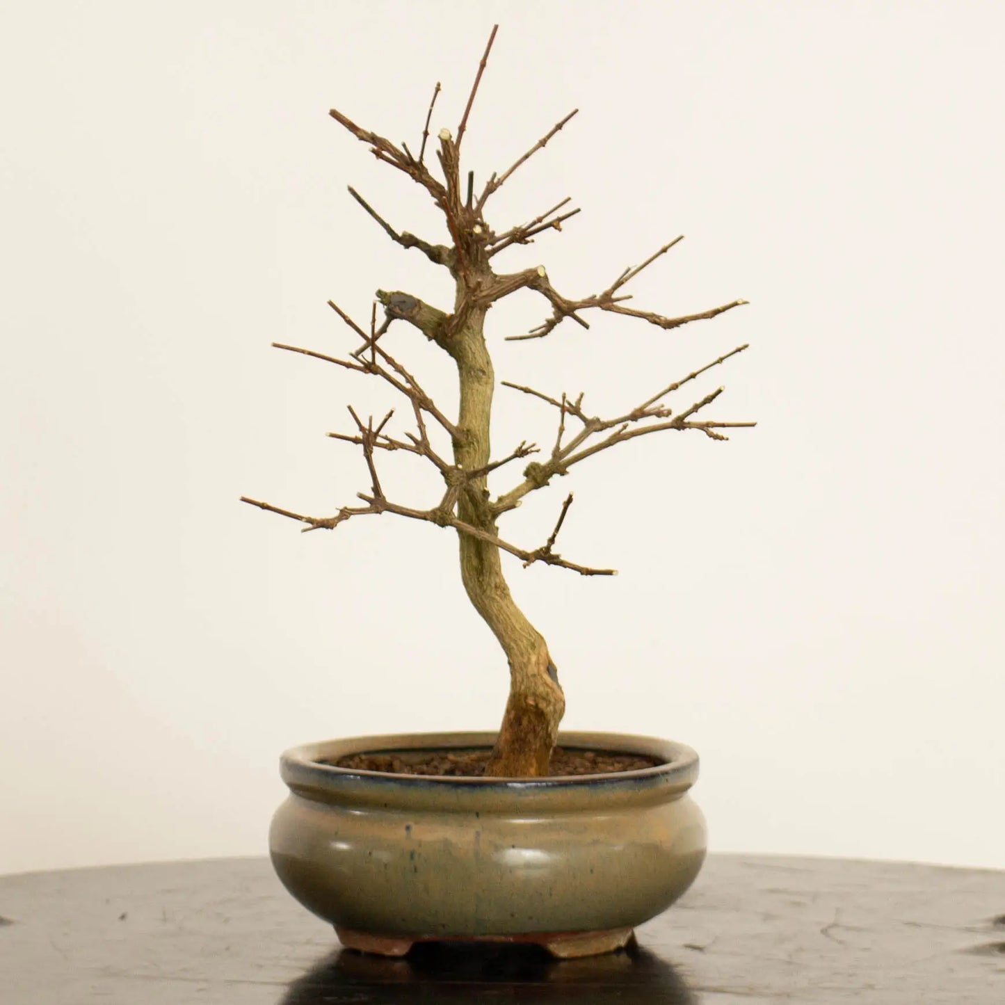 Lado derecho de Bonsai de premna japonica tamaño kifu y estilo moyogi.