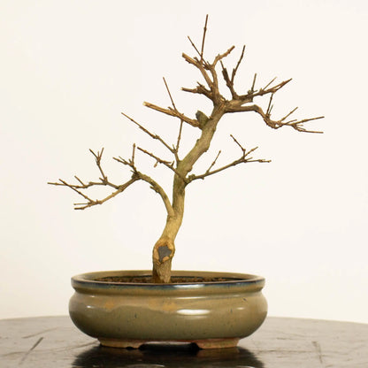 Cara trasera de Bonsai de premna japonica tamaño kifu y estilo moyogi.