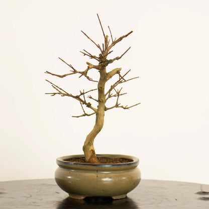 Cara izquierda de Bonsai de premna japonica tamaño kifu y estilo moyogi.