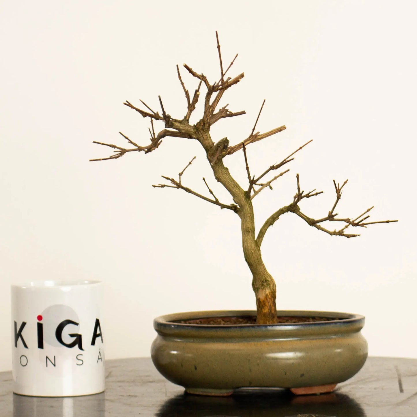 Frente de Bonsai de premna japonica tamaño kifu y estilo moyogi. Con taza de Ikigai Bonsái.