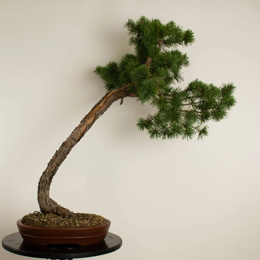 Pinus sylvestris