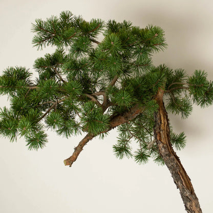 Pinus sylvestris