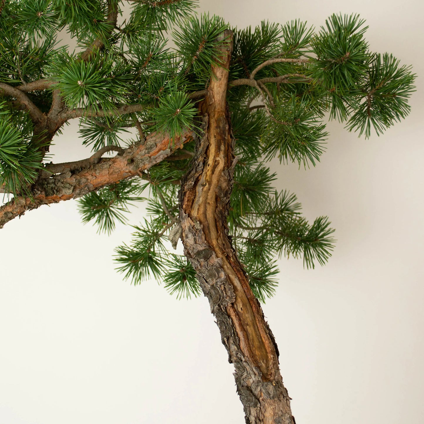 Pinus sylvestris