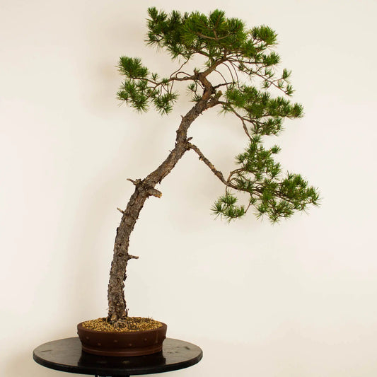 Pinus sylvestris