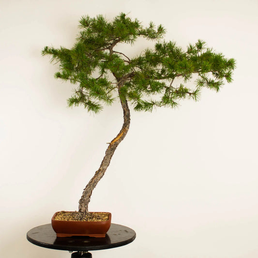 Pinus sylvestris